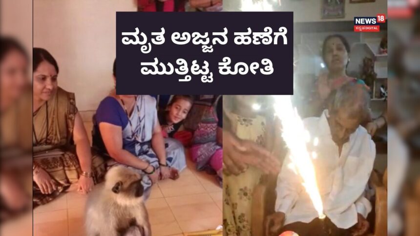 Monkey 1 16808567933x2 Monkey 1 16808567933x2 Monkey 1 16808567933x2