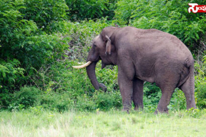 elephant elephant elephant