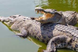 crocodile crocodile crocodile