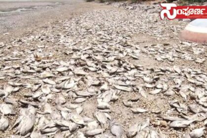 raichur fish copy raichur fish copy raichur fish copy