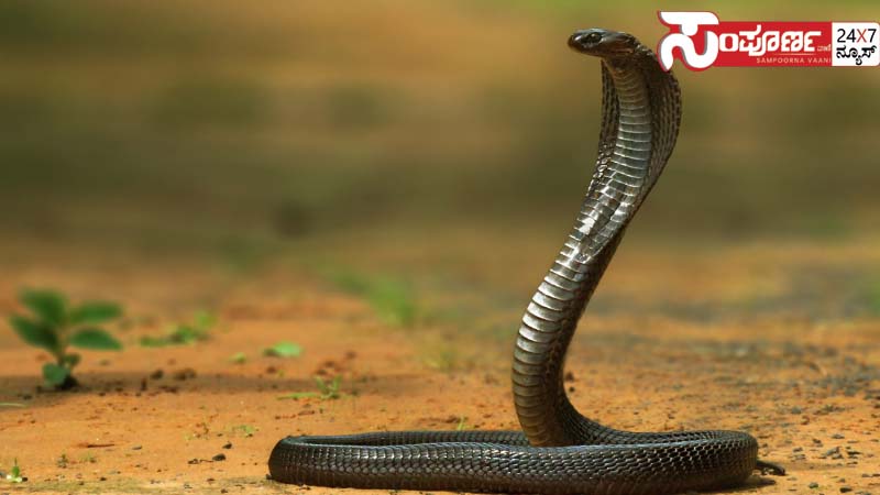 ಬೇಸಿಗೆಗೆ ಹೆಚ್ಚಿದ ವಿಷ ಸರ್ಪಗಳು - ಸರ್ಕಾರಿ ಆಸ್ಪತ್ರೆಗಳಲ್ಲಿಲ್ಲ ಸಾಕಾಗುವಷ್ಟು ಔಷಧಿ 2 snake snake snake