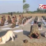 dog yoga dog yoga dog yoga