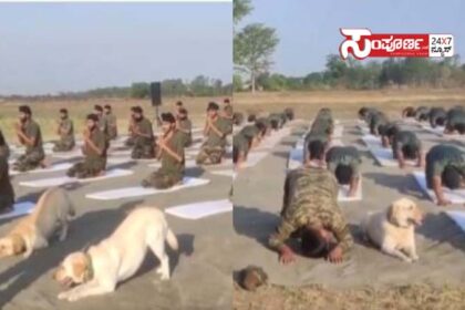 dog yoga dog yoga dog yoga