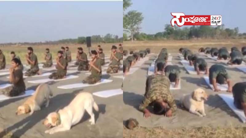 dog yoga dog yoga dog yoga