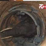 elephant accident death elephant accident death elephant accident death