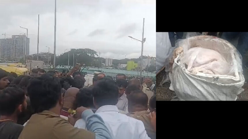 Mejestik Mejestik Mejestik