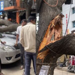 Tree Fall In Several Parts Of Bengaluru