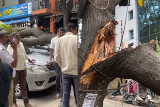 Tree Fall In Several Parts Of Bengaluru