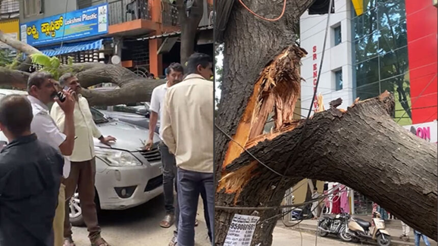 Tree Fall In Several Parts Of Bengaluru