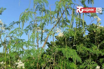 drumstick 010 drumstick 010 drumstick 010