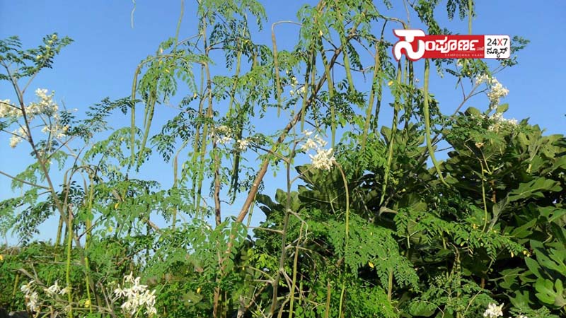 drumstick 010 drumstick 010 drumstick 010