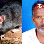 rat fever death rat fever death rat fever death