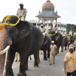 Dasara Elephants