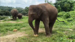 Elephant day