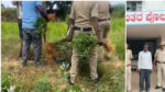 Cannabis worth 92,000 grown in the farm was seized
