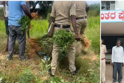 Cannabis worth 92,000 grown in the farm was seized