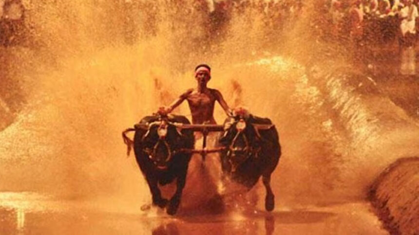 Kambala