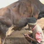 Miscreants cut 3 cows' udders in Chamarajpet; Police launch investigation