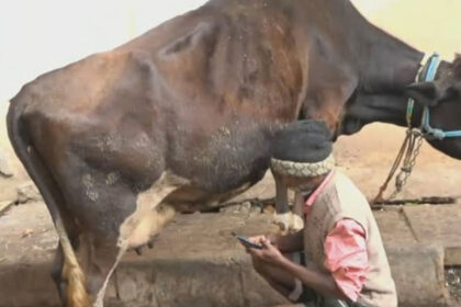 Miscreants cut 3 cows' udders in Chamarajpet; Police launch investigation