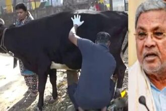 Siddaramaiah Cow