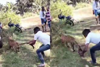 Young man catches leopard by its tail and puts it in a cage
