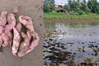 Genasu Genasu Genasu