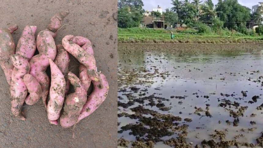 Genasu Genasu Genasu