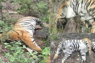 Tigers Tigers Tigers