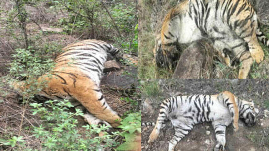 Tigers Tigers Tigers