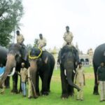 Dasara Elephants Dasara Elephants Dasara Elephants