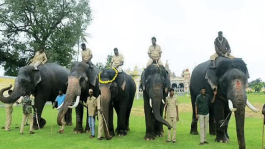 Dasara Elephants Dasara Elephants Dasara Elephants