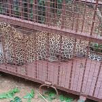 Leapard Leapard Leapard