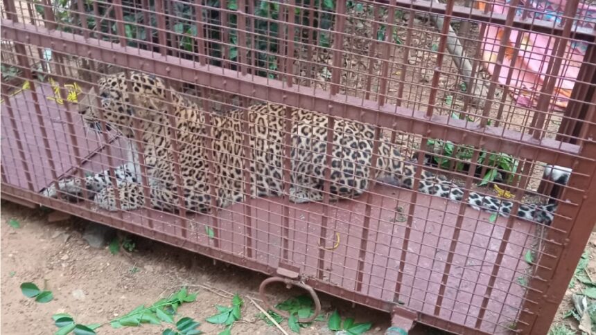 Leopard : ಸುಮಾರು ಒಂದು ತಿಂಗಳ ಕಾಲ ಗ್ರಾಮಸ್ಥರ ಕಾರ್ಯಾಚರಣೆಯಿಂದ ಬೋನಿಗೆ ಬಿದ್ದ ಚಿರತೆ 1 Leapard Leapard Leapard