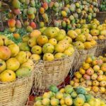 Mango Price Mango Price Mango Price