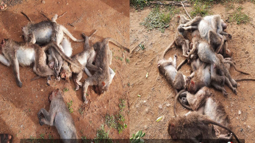 Monkeys Monkeys Monkeys