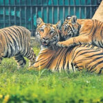 Tigers Tigers Tigers