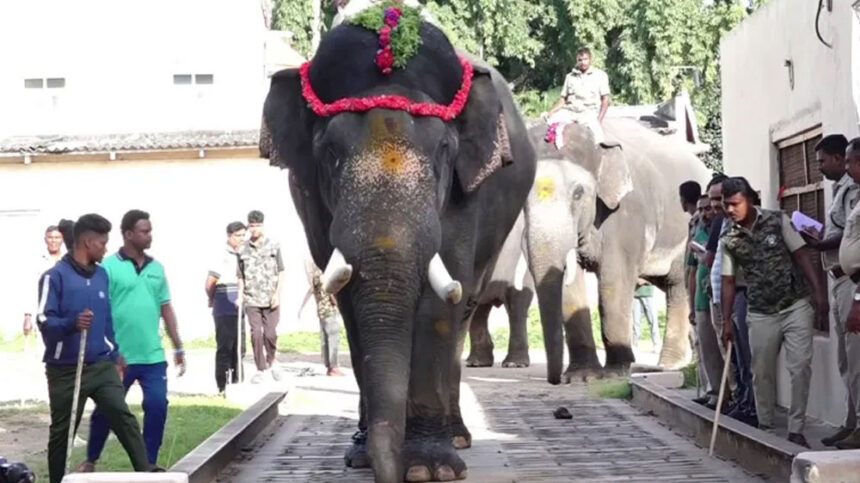 Dasara Elephant 1 Dasara Elephant 1 Dasara Elephant 1