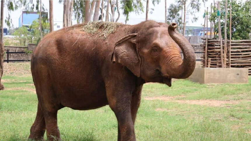 Mysuru Mysuru Mysuru