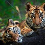 Tiger Cubs Tiger Cubs Tiger Cubs