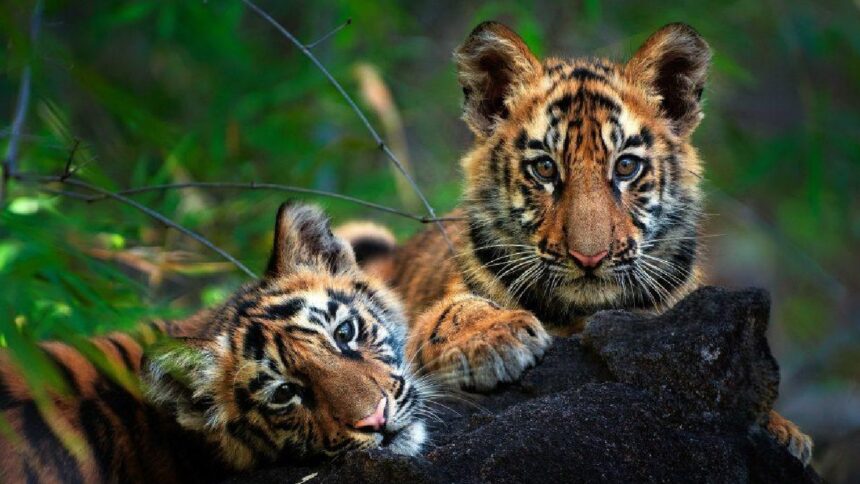 Tiger Cubs Tiger Cubs Tiger Cubs