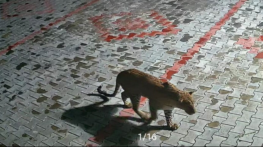 ssfsfsf ssfsfsf ssfsfsf