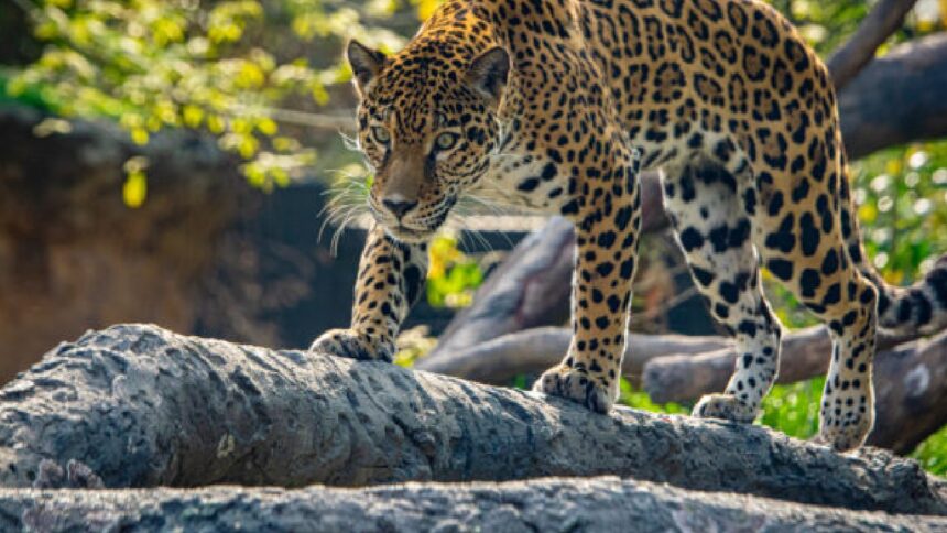 Jaguar Jaguar Jaguar