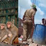 Monkeys Monkeys Monkeys