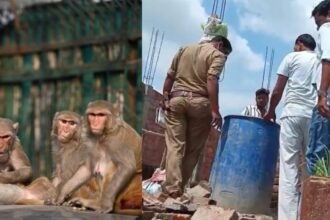 Monkeys Monkeys Monkeys