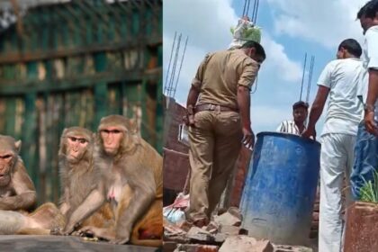 Monkeys Monkeys Monkeys