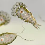 amoeba amoeba amoeba