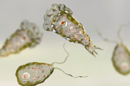 amoeba amoeba amoeba