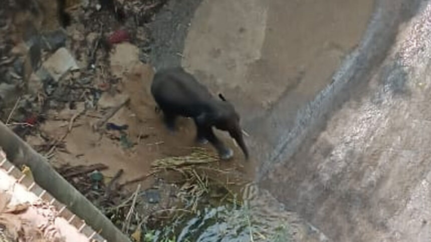 Elephant Elephant Elephant