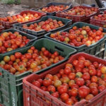 Tomato Tomato Tomato