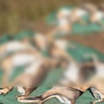 blackbucks blackbucks blackbucks